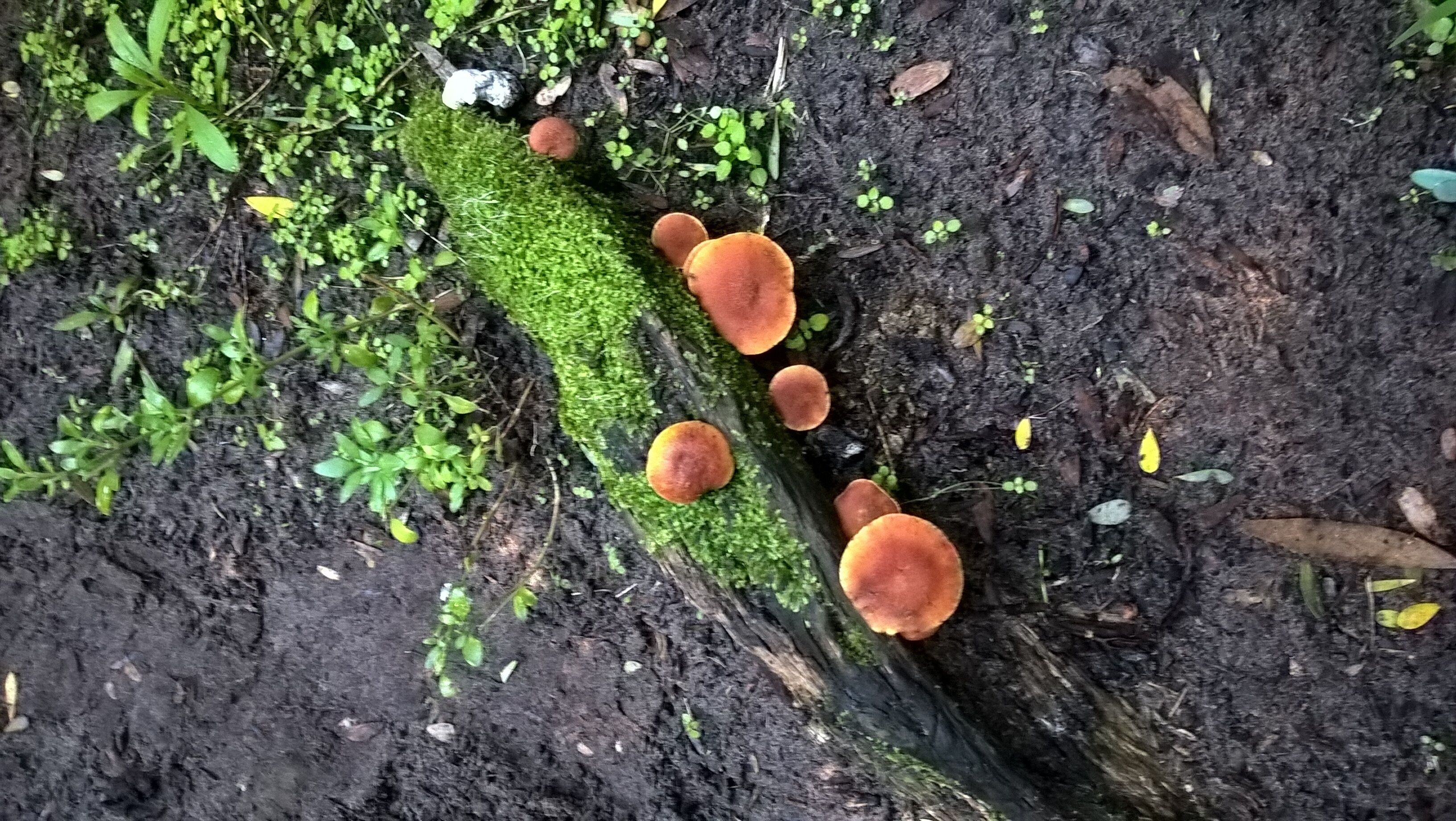 Un tronco de árbol cubierto de musgo con varios hongos naranjas creciendo sobre él.