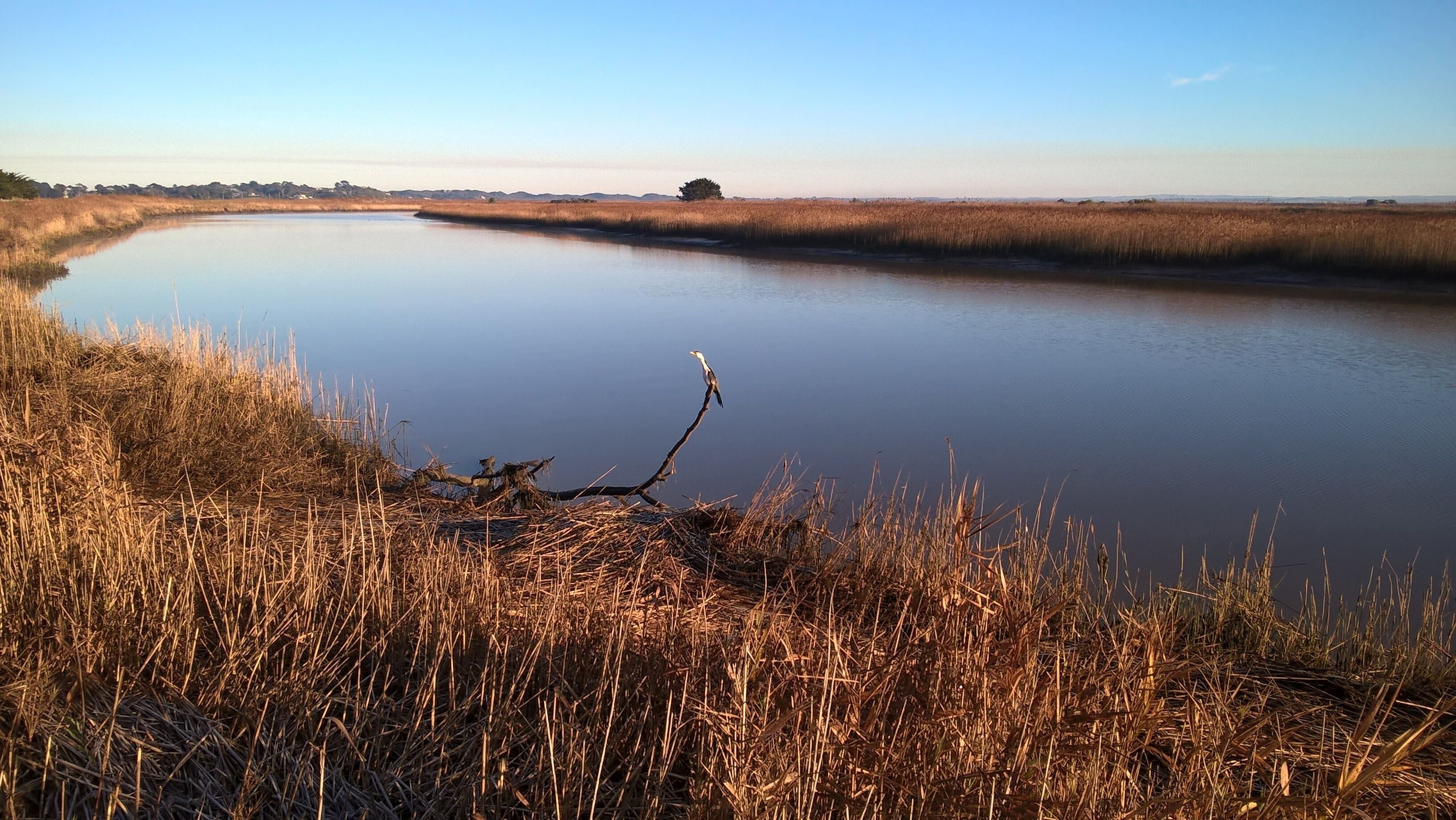 Une rivière paisible, bordée de roseaux, avec une branche d’arbre au premier plan.