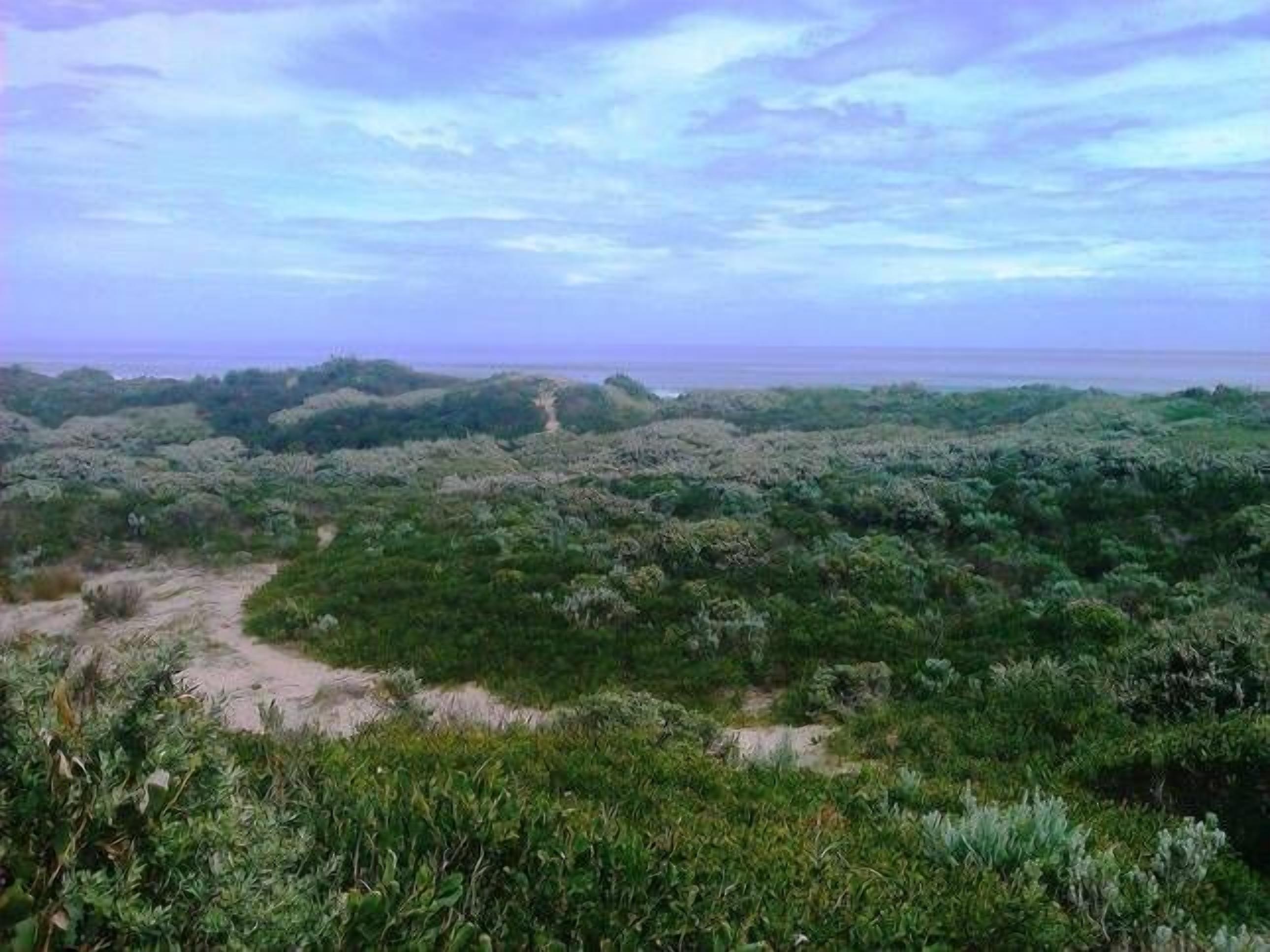 Un paysage côtier caractérisé par une végétation luxuriante et un sentier de terre qui mène à la mer.