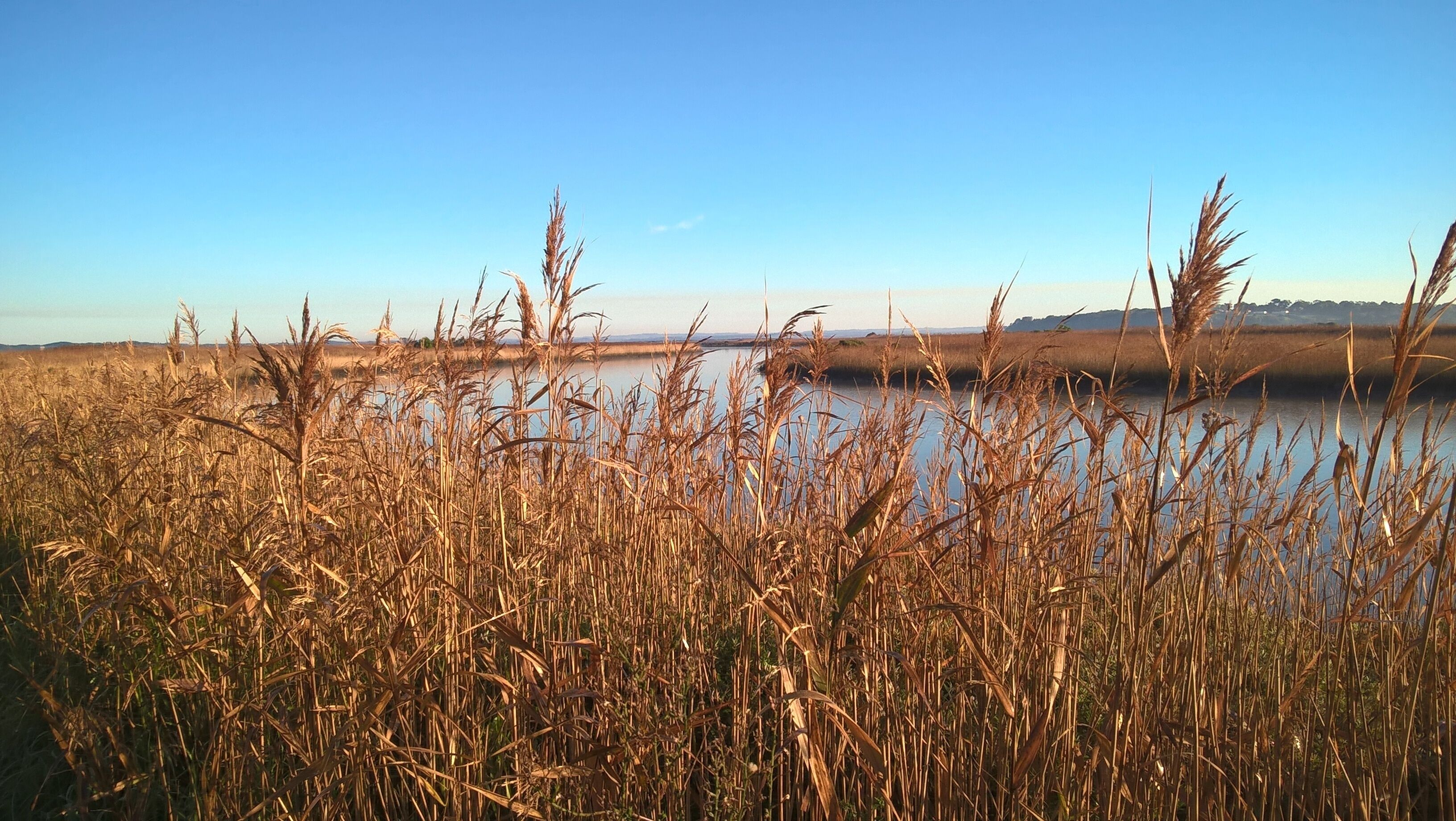 Un champ d’herbes hautes et sèches s’étend devant une étendue d’eau calme, tandis qu’un ciel dégagé se profile à l’arrière-plan.