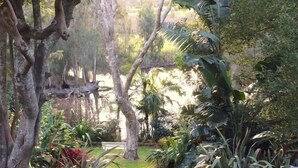Un exuberante jardín con diversas plantas y árboles, un banco y un sendero.