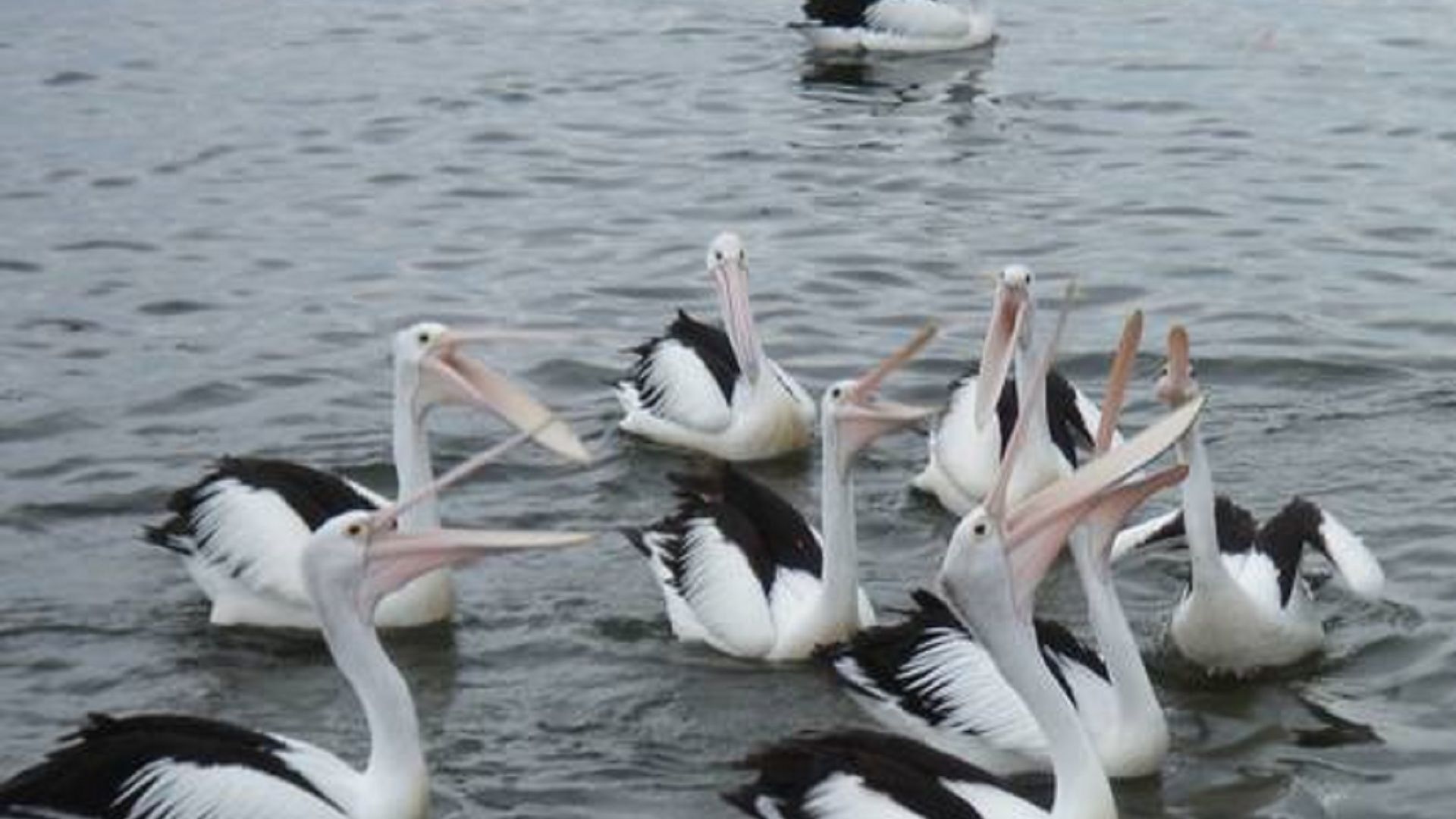 Een groep pelikanen in het water.
