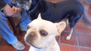 A dog sitting on a tiled floor. - Spacious in-suite room Bo. Herrera, Asuncion (Asunción)