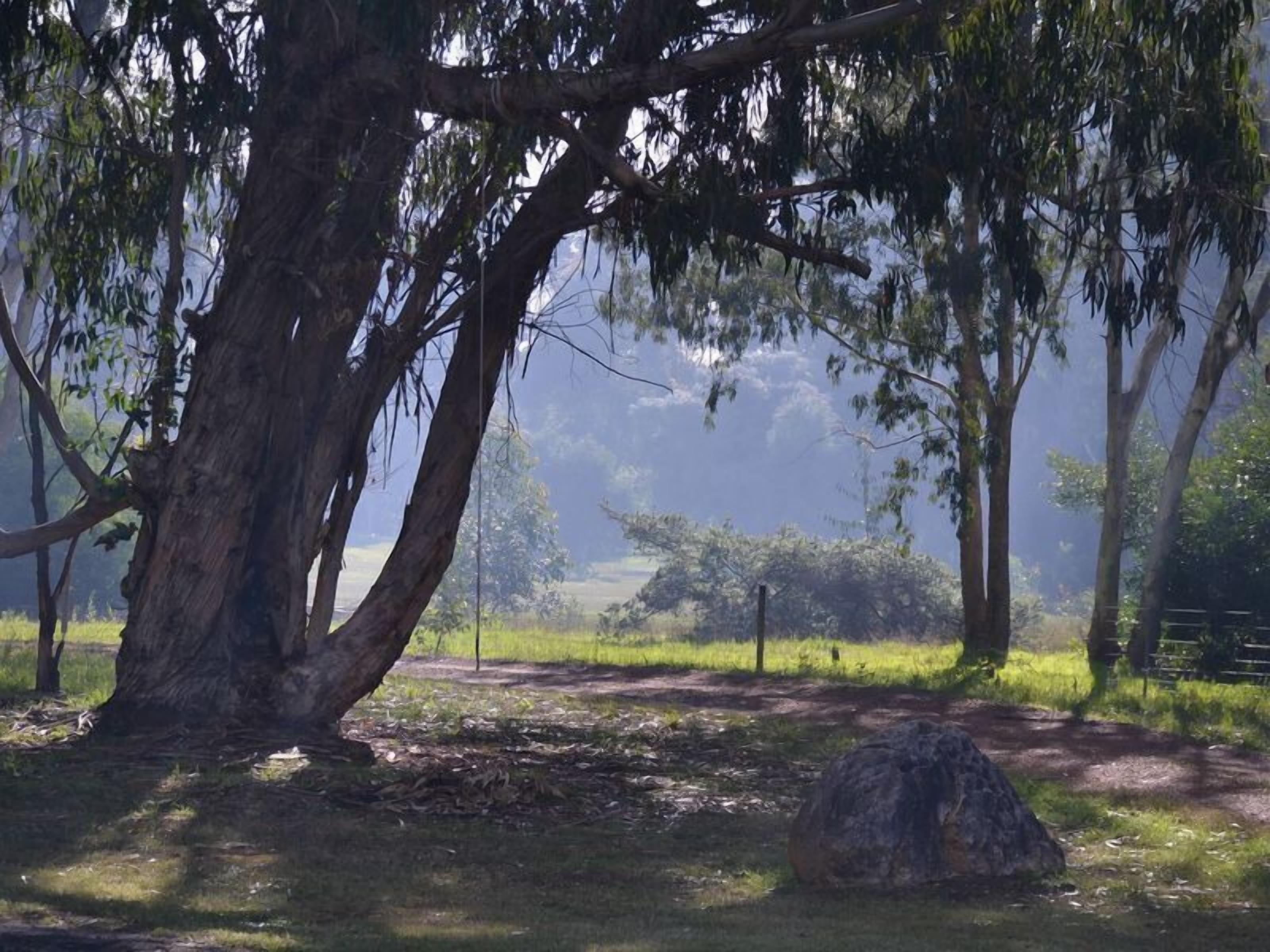 A natural landscape with a large tree, a rock, and a dirt path.