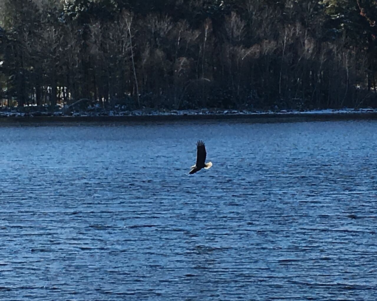 Un oiseau volant au-dessus d’une étendue d’eau, avec une forêt en arrière-plan.