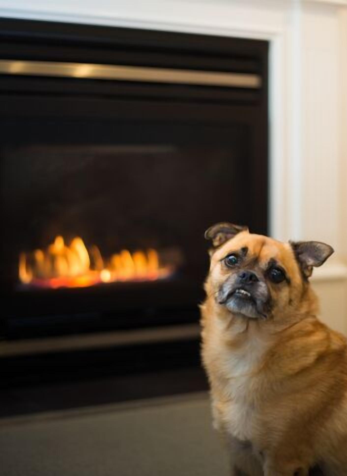 A dog sitting in front of a fireplace.