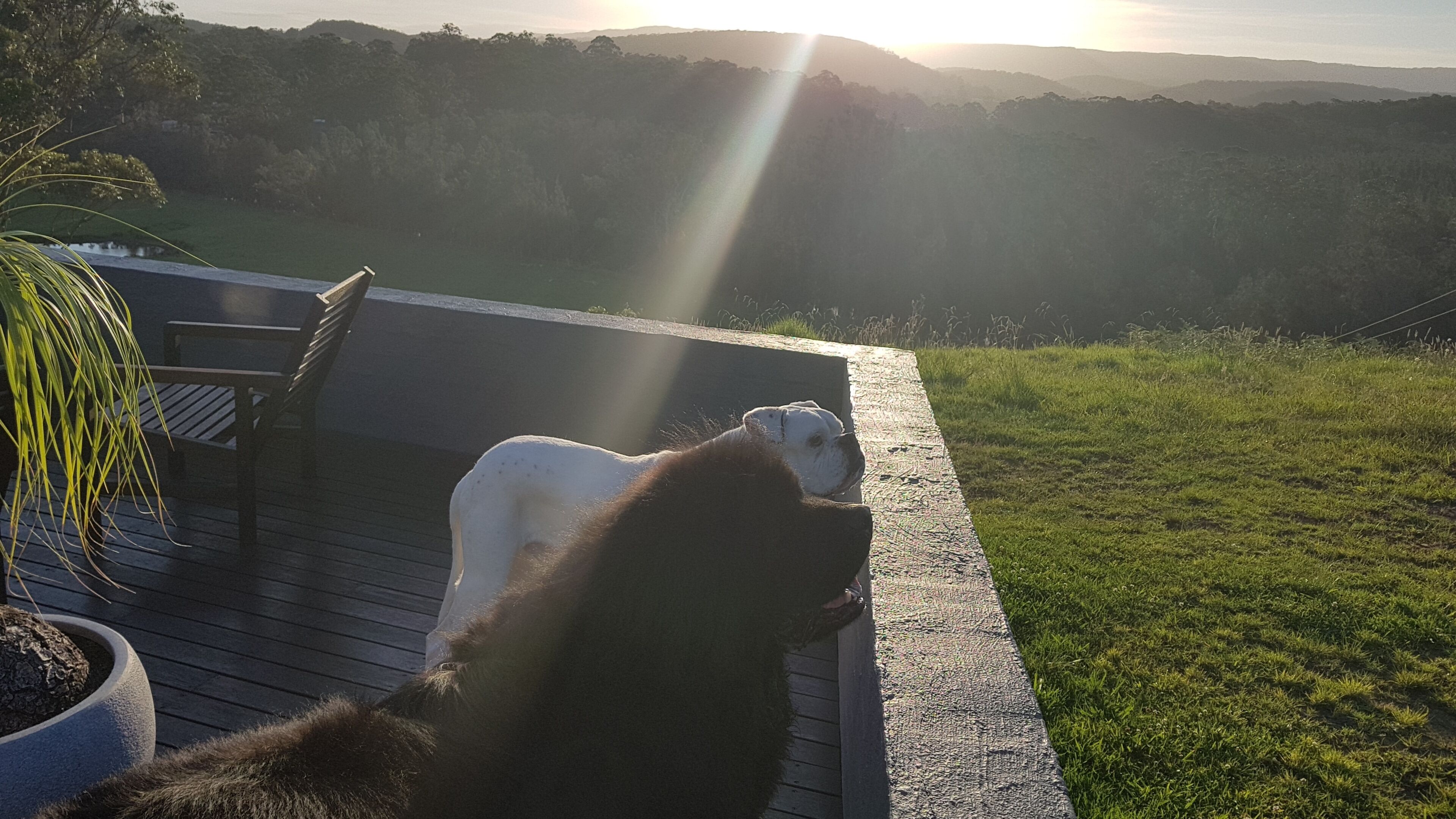 A deck with a dog and a cat, overlooking a grassy area and hills.