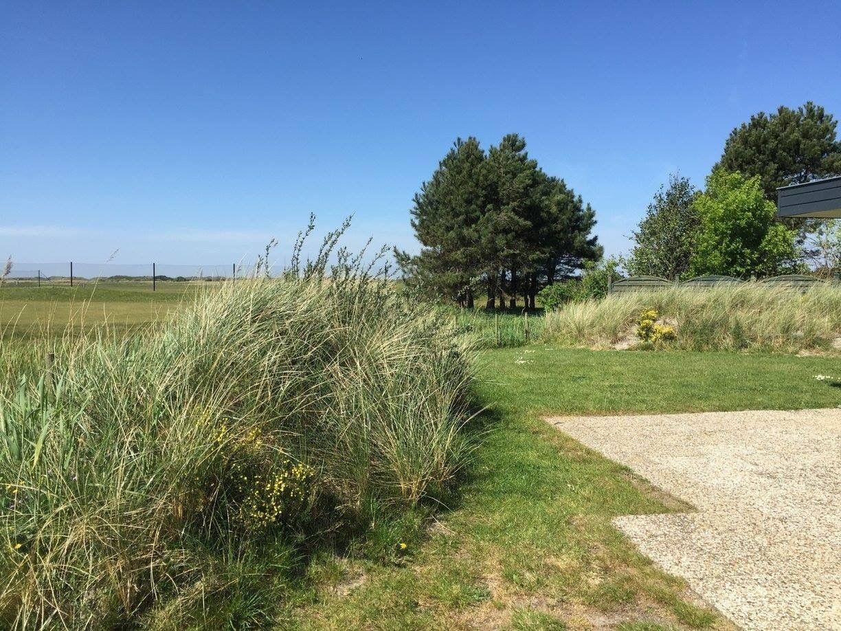 A grassy area with a gravel path, a large tree, and a building in the background.