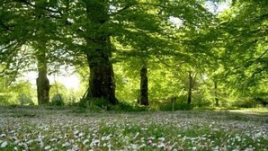 A forested area with trees and a ground covered in wildflowers. - Casa Rural Aranaratxe for 8 people (Aranarache)
