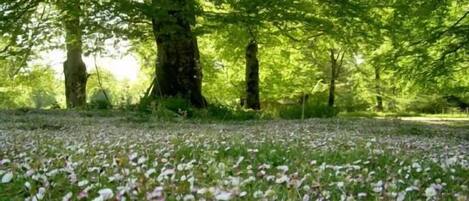 A forested area with trees and a ground covered in wildflowers.