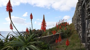Ein Küstengarten mit roten Blüten und grünem Laub, eine Steinmauer und Blick auf das Meer.
