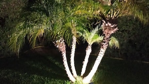 Un palmier bien éclairé dans un jardin, la nuit.