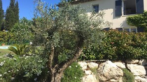 Une villa de style méditerranéen, avec un mur en pierre, des oliviers et une piscine en arrière-plan.