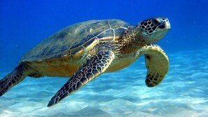 Une tortue de mer nageant sous l’eau.