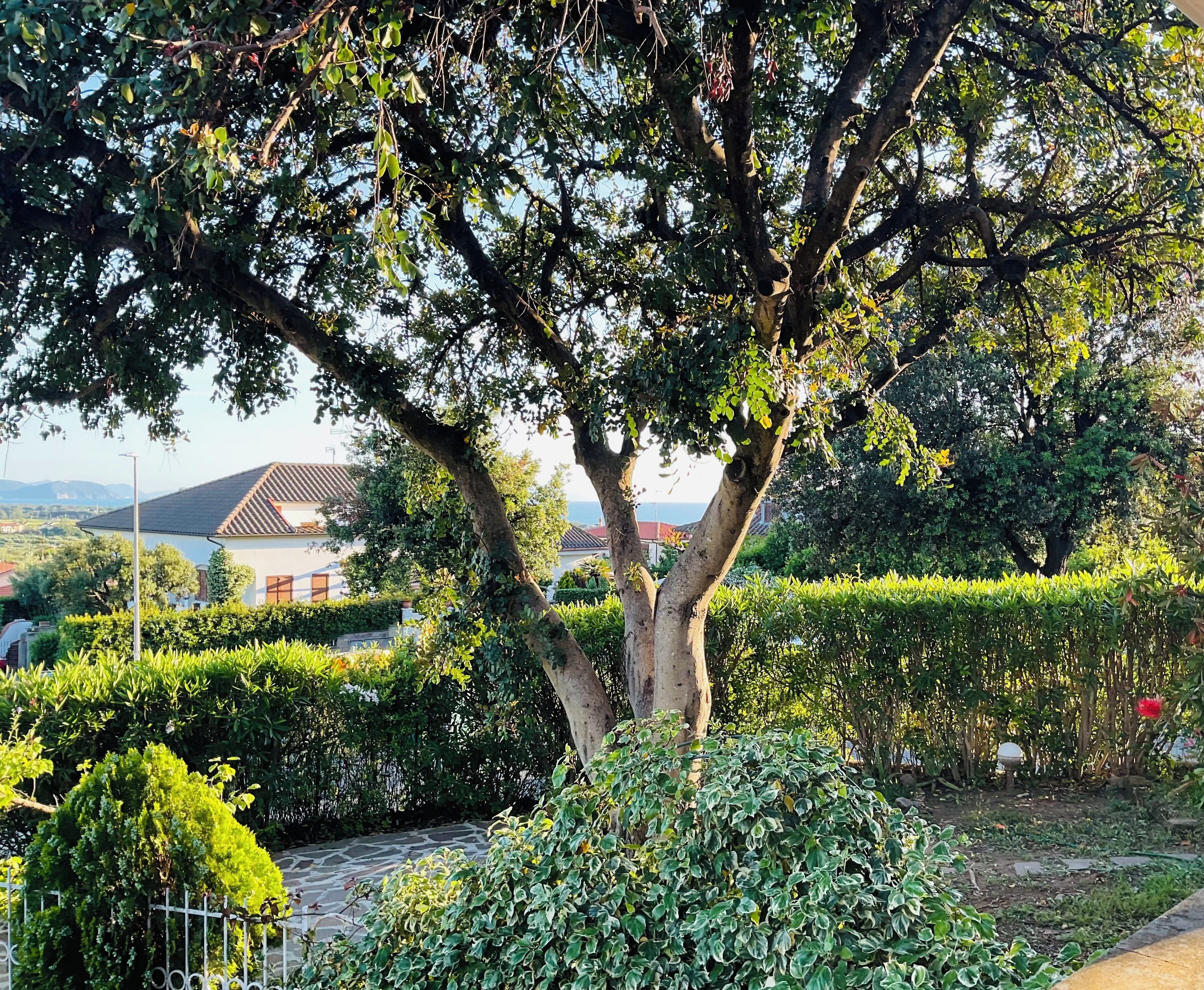 A tree-lined garden with a stone pathway and a building in the background.