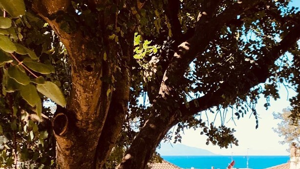 A tree with a birdhouse, a view of houses, and the sea in the background.