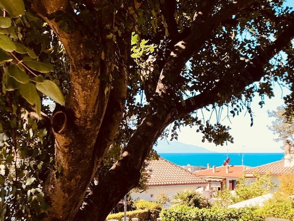Ein Baum mit Vogelhaus, Blick auf Häuser und das Meer im Hintergrund.