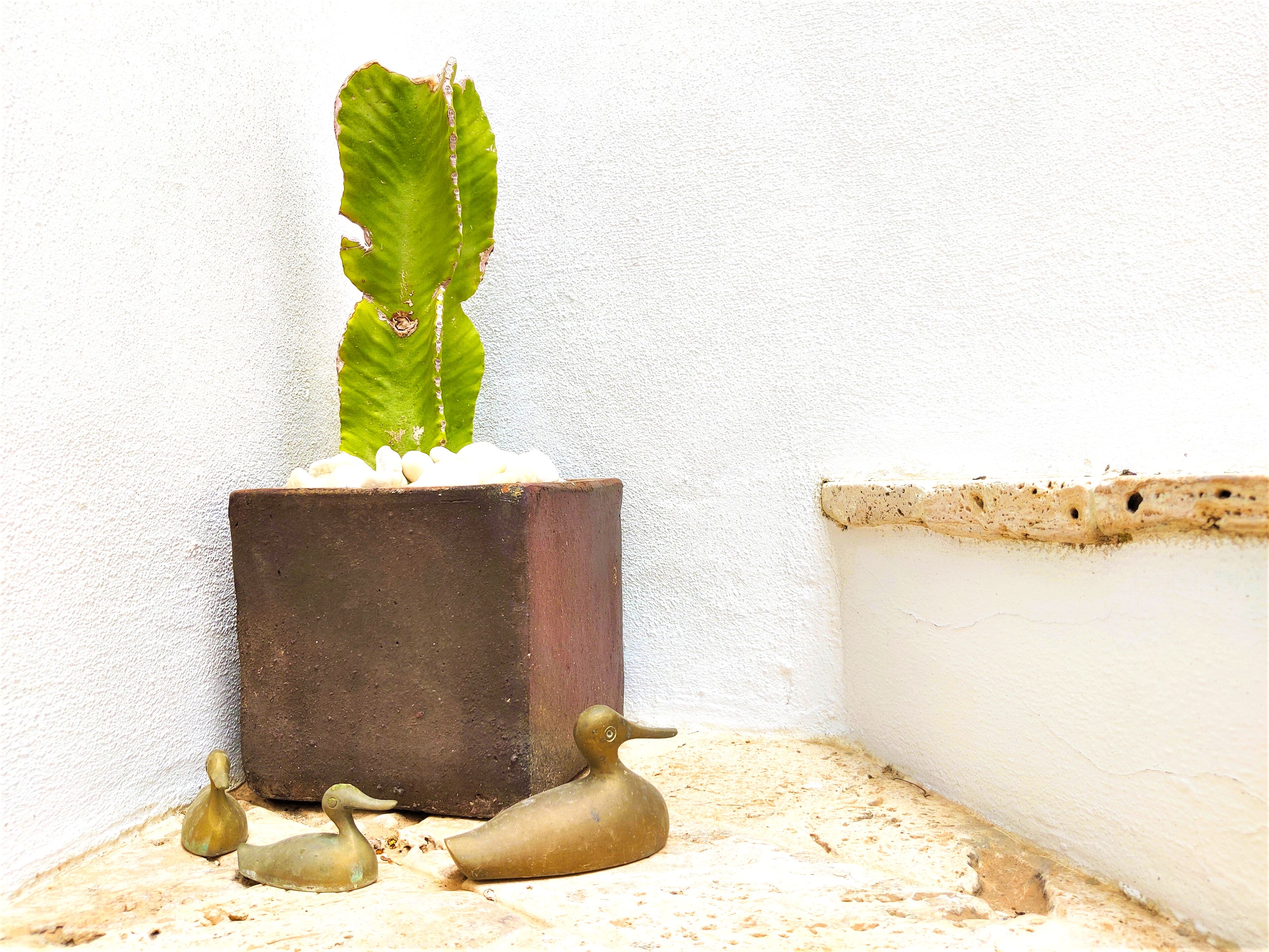 A potted plant with a green leaf and a brown pot on a textured wall.