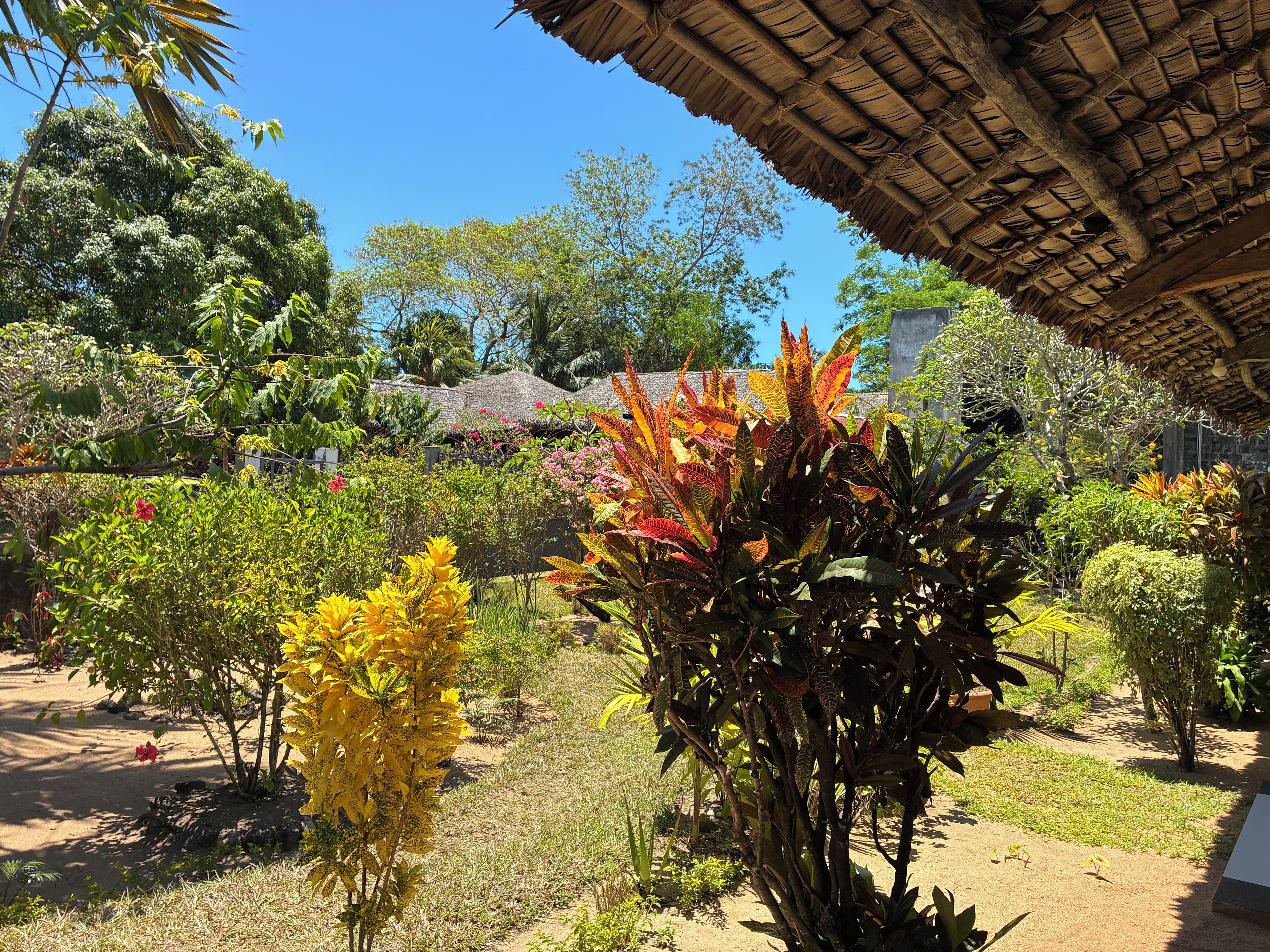 Un jardin avec différentes espèces de plantes et une structure dotée d’un toit de chaume.