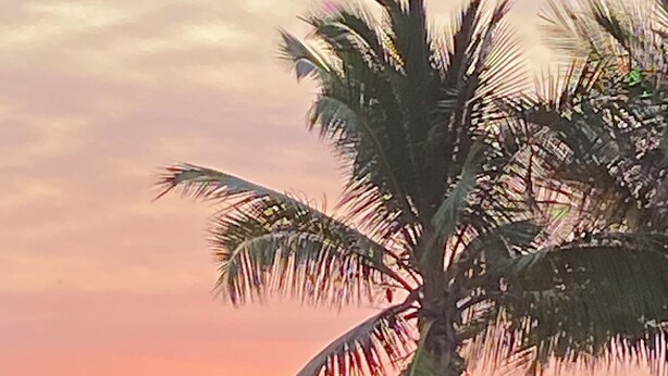 Un coucher de soleil sur l’océan, avec un palmier et une structure en bois.