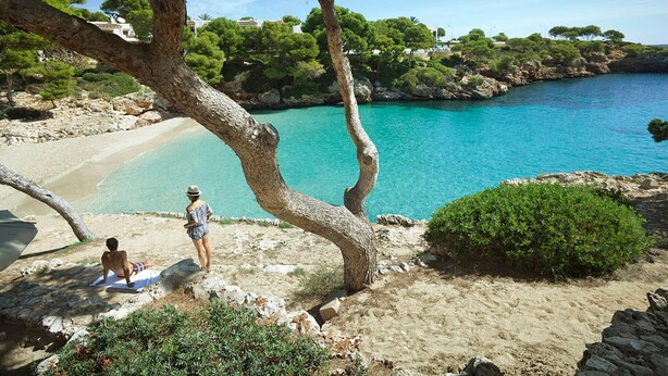 Una playa con agua turquesa cristalina, una orilla arenosa y un árbol en primer plano.