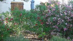 Property grounds - House / Villa - Bonifacio (Bonifacio)