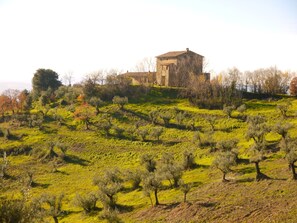 A building with a stone facade, surrounded by olive trees and a grassy landscape.