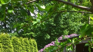 Una terraza de madera con una mesa y sillas, rodeada de exuberante vegetación y una pérgola con flores moradas.