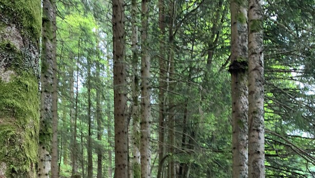 Un'area boschiva con un sentiero sterrato che si snoda tra alberi alti.