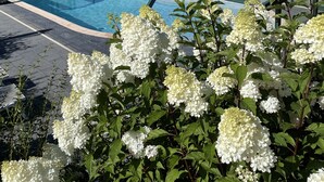 Una piscina con zona coperta, circondata da fiori bianchi e un edificio bianco con tetto spiovente.