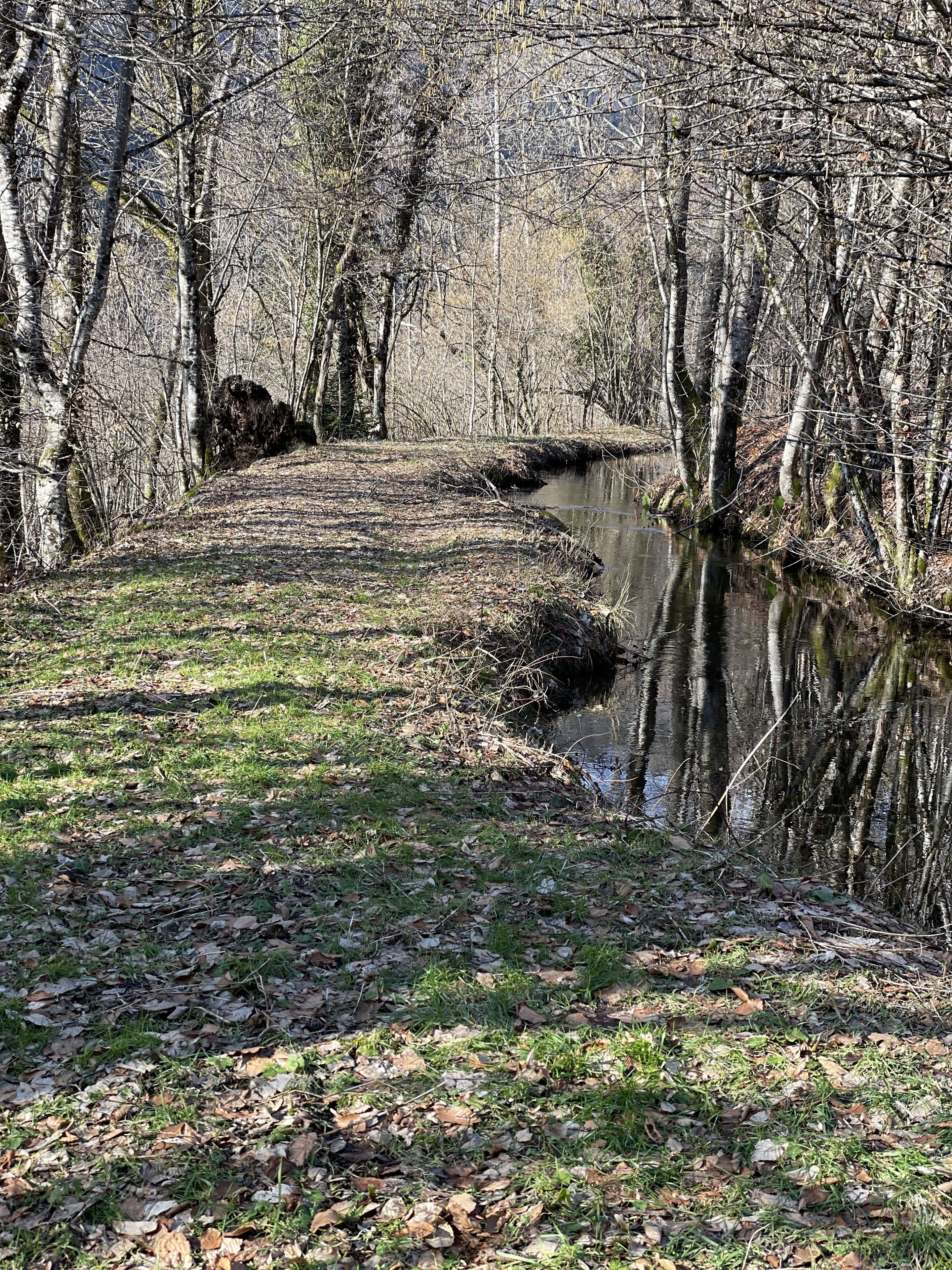 A narrow path leading through a wooded area with a calm water body on one side.