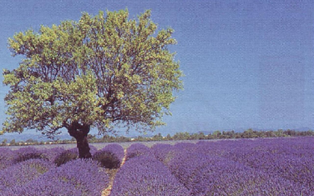 A tree in a field of purple flowers, likely lavender, with a clear blue sky.