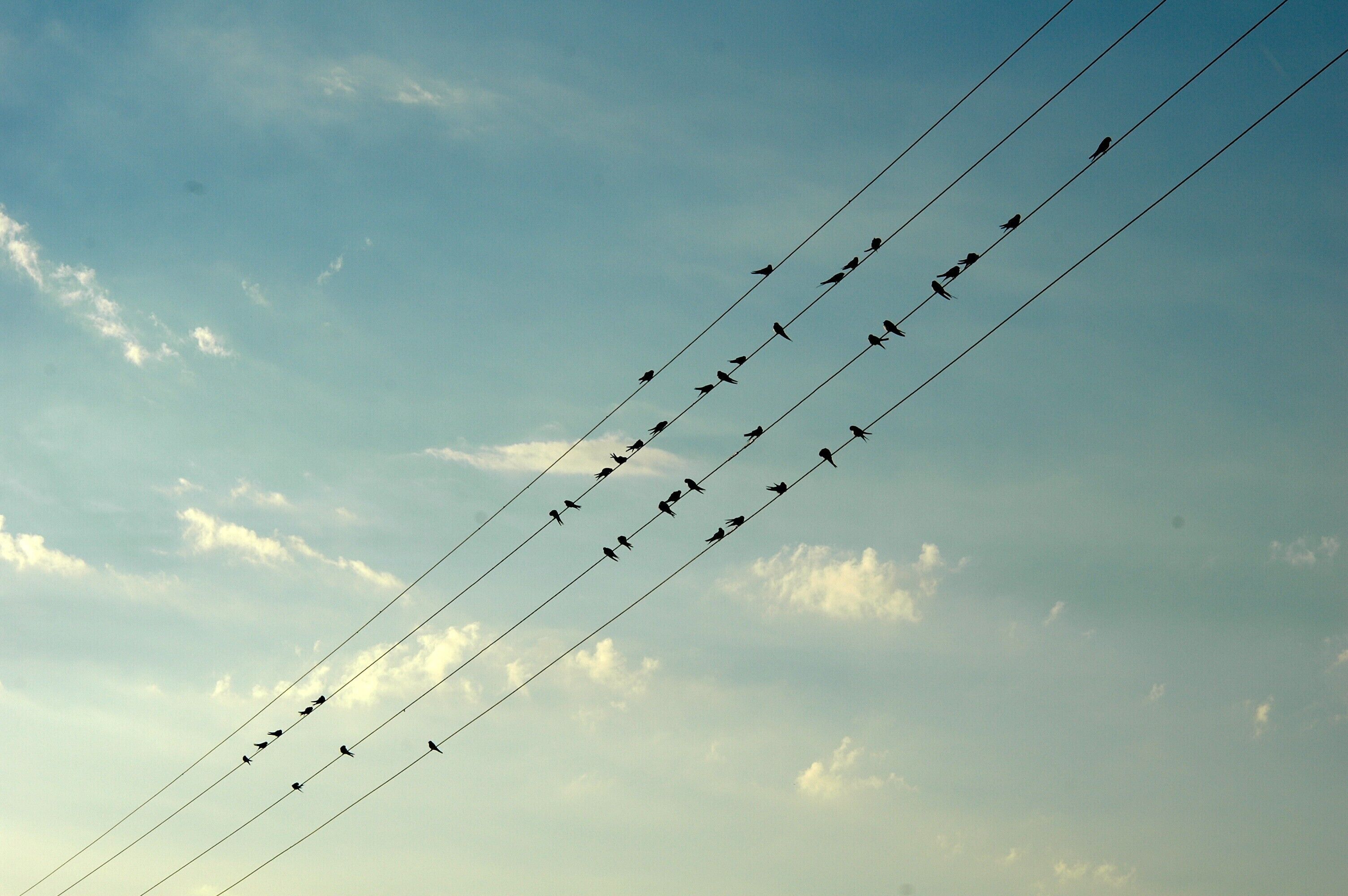 Cielo sereno con uccelli appollaiati sui cavi elettrici.
