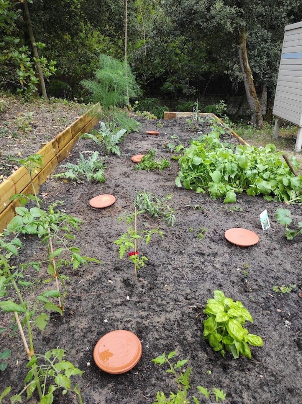 Een groente tuin met verhoogde planters en verschillende planten.