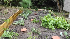 Un huerto con bancales elevados y diversas plantas.