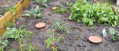 Een groente tuin met verhoogde planters en verschillende planten.