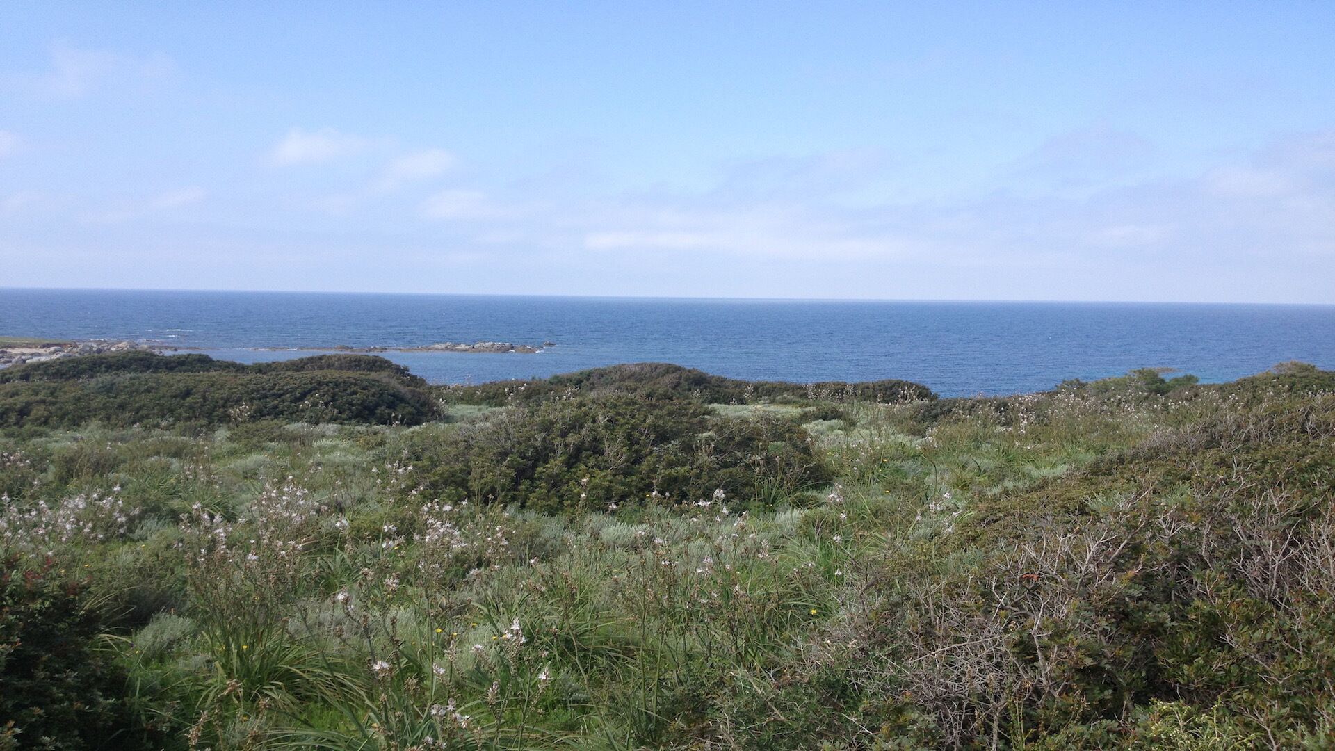 A coastal landscape with dense vegetation and a view of the sea.