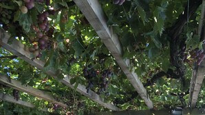 Une tonnelle de vignoble avec des vignes portant des grappes de raisins.
