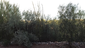 Ein Garten mit verschiedenen Bäumen und einem Kiesweg.