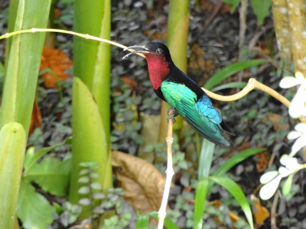 A bird perched on a branch.