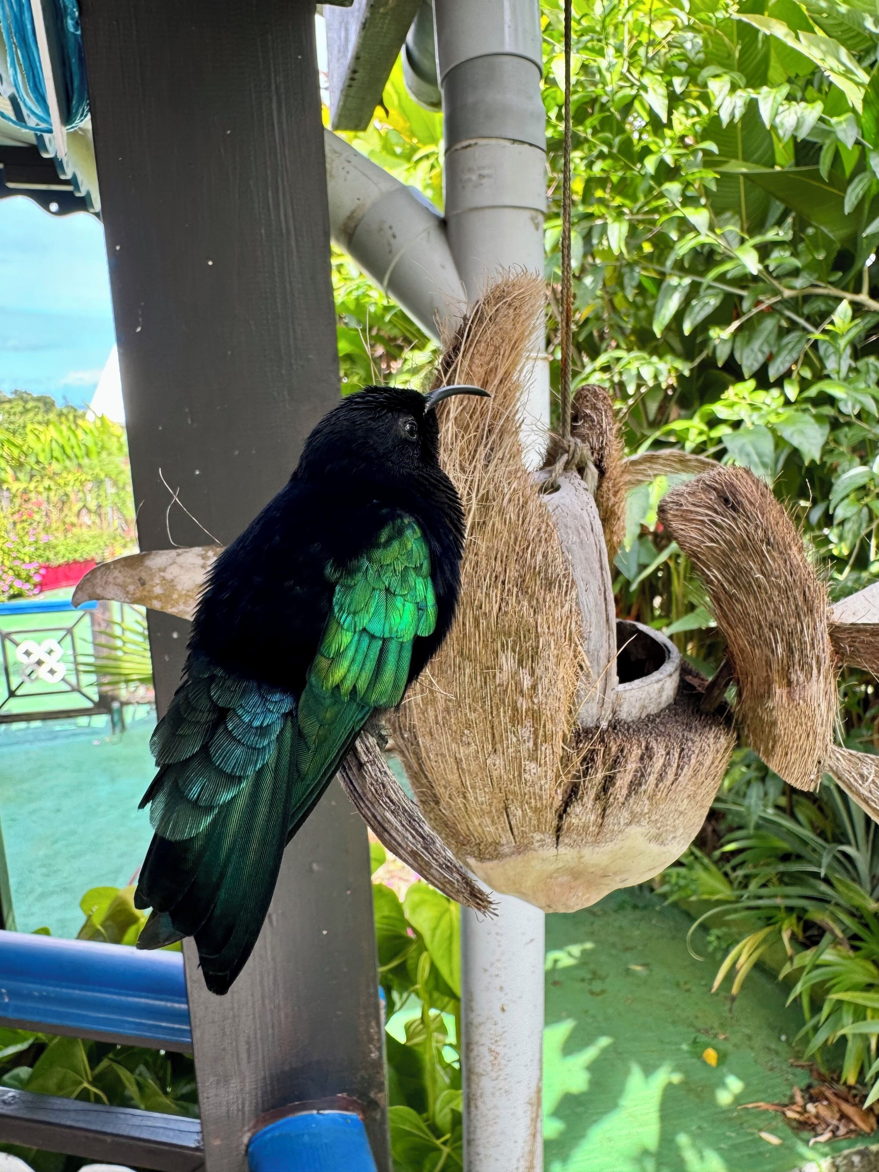 A bird perched on a coconut shell hanging from a structure.