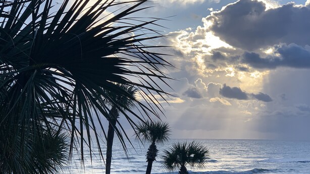 Una playa con palmeras y vista al océano.