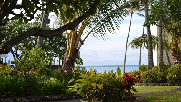 A tropical garden with palm trees, a pathway, and a view of the ocean. - Peaceful Ocean View. Ground Floor. Classy, clean and quiet. (Kaunakakai)