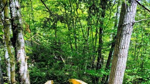 A wooden bridge in a forest with a checkered pattern on the steps. - RENOVATED- Ski in&out /Walk to village/ Corner Unit/Pool (summer) Sunny/Views/AC (Mont-Tremblant)