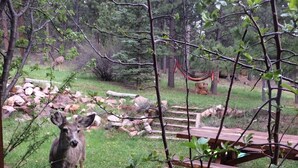 A deer in a wooded area with a wooden bench and picnic table. - Rustic retreat -So much fun - log playground, hot tub, concrete game court (Crystola)