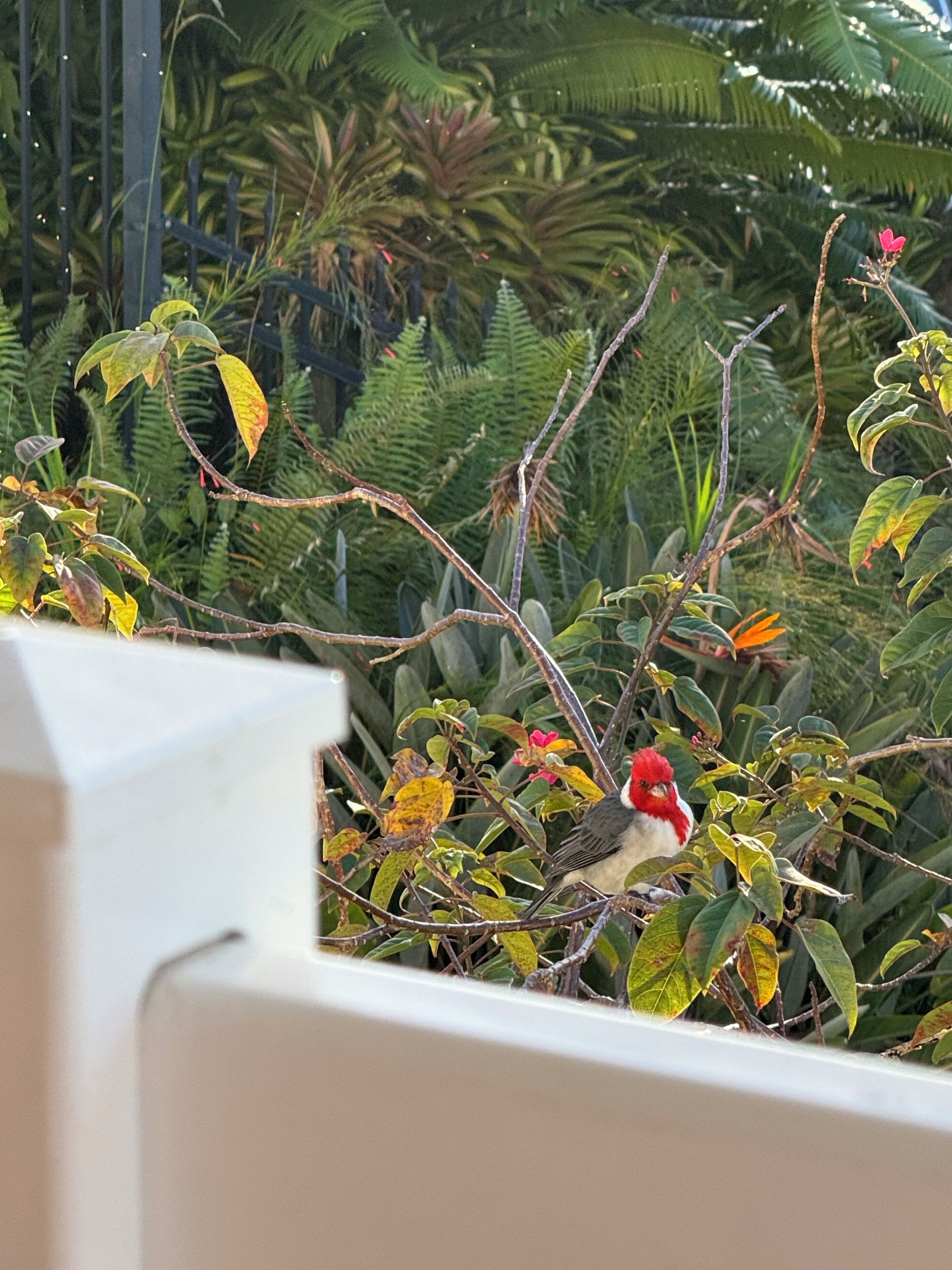 A bird with a red head perched on a branch surrounded by dense foliage.