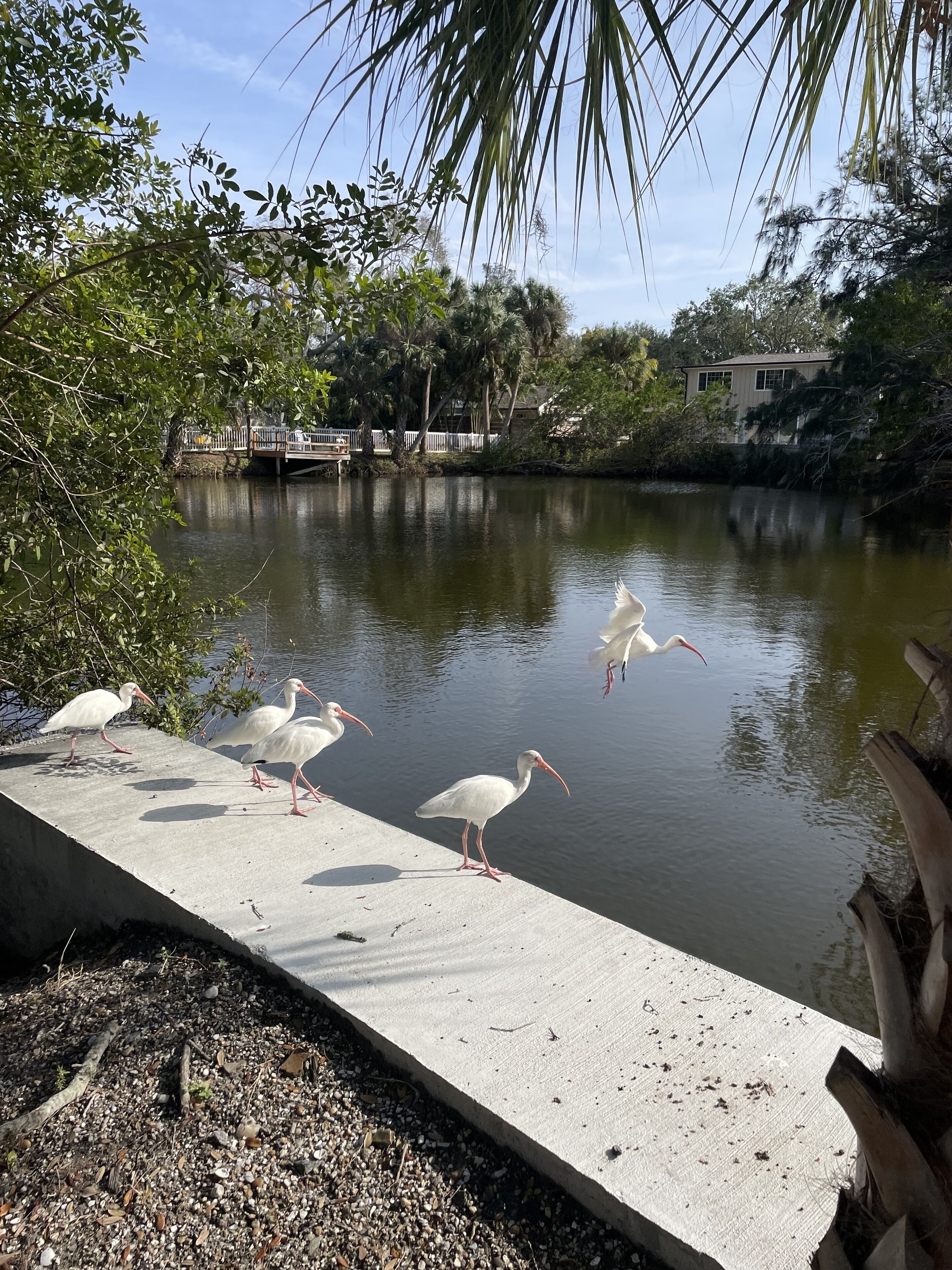 A concrete dock with several white birds standing and walking on it.