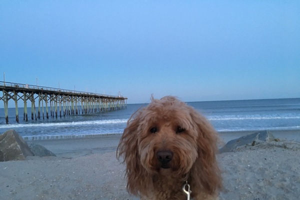 Small and medium dogs ok
with deposit