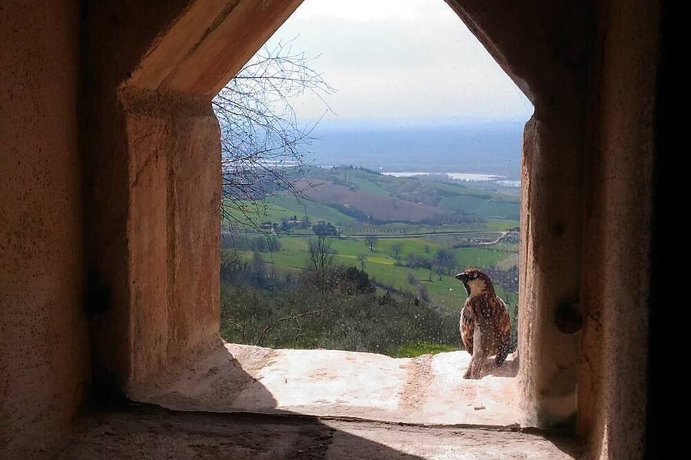 Exclusive Villa & Pool in the Olive Groves - 1 Hour to Rome, 20 Min. to Orvieto