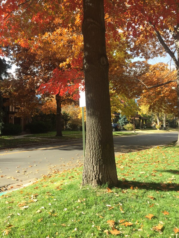 A tree-lined street with a grassy area and a road.